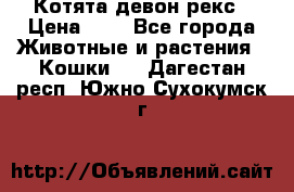 Котята девон рекс › Цена ­ 1 - Все города Животные и растения » Кошки   . Дагестан респ.,Южно-Сухокумск г.